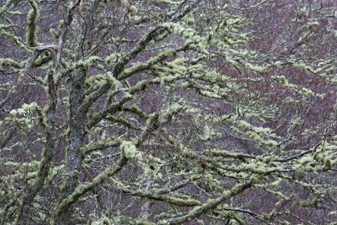 Silver birch