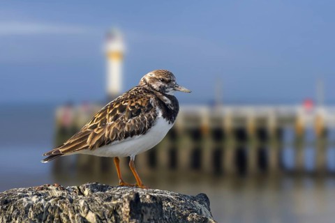 Ruddy turnstone