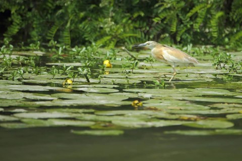 Squacco heron