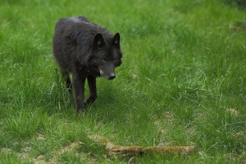 Mackenzie valley wolf