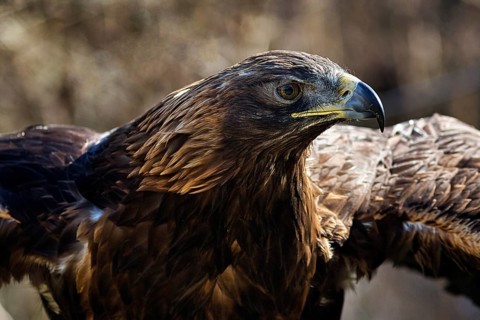 Golden eagle