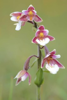 Marsh helleborine