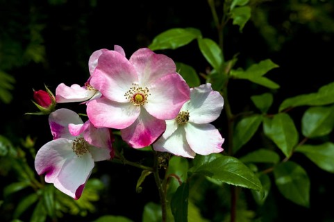 Shrub Rose Rush