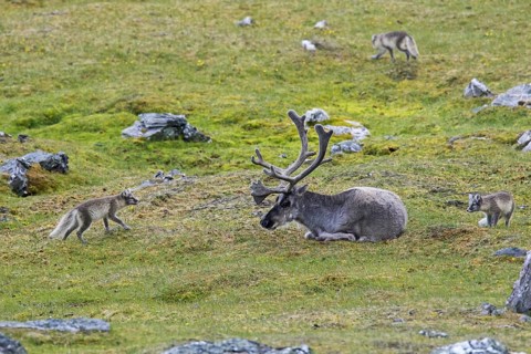 Three curious young Arctic foxes