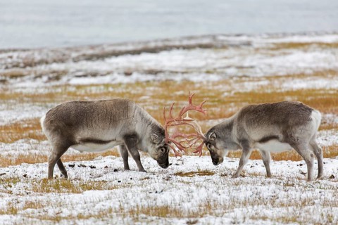 Two Svalbard reindeer