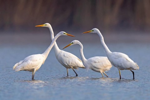 Great egret
