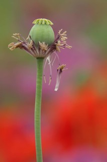 Fruit capsule of the opium poppy