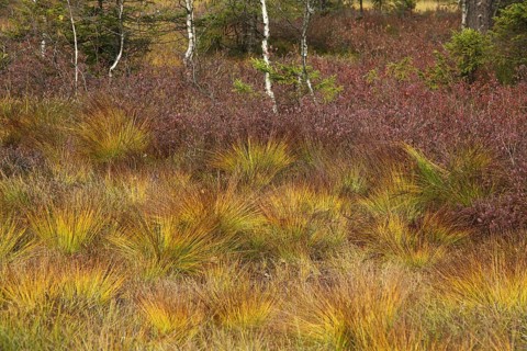 Landscape at the moor with tufts of grass from the Rostrotes Kopfried