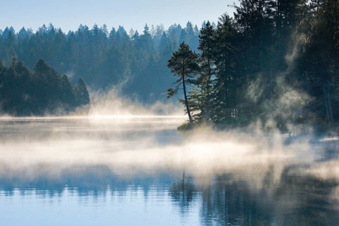 Pines and spruces line the shore of the mirror-smooth Etang de la Gruere moorland lake covered in mist in the canton of Jura
