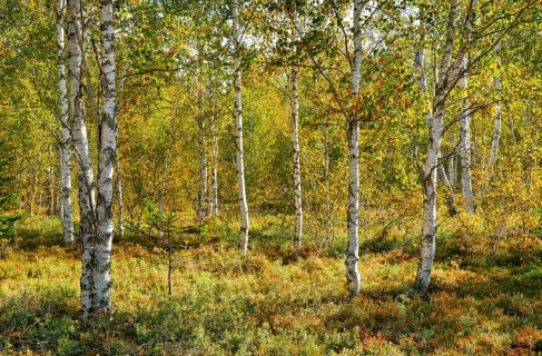 Birch forest and blueberry bushes in the backlight