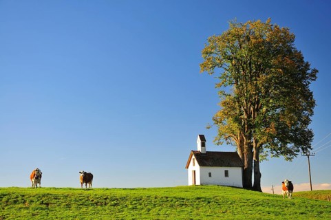 Cows in a cow pasture in Allgaeu