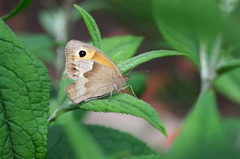 Meadow brown