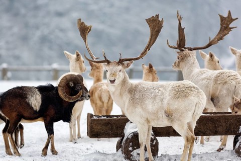 White fallow deer