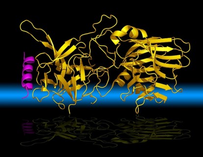Botulinum neurotoxins