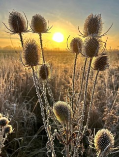 Wild teasel