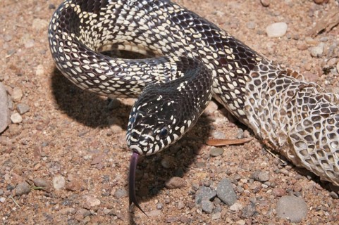 Texas desert king snake