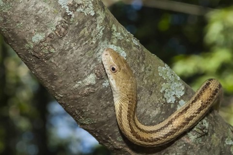 Yellow rat snake