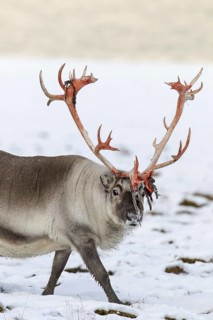 Svalbard reindeer