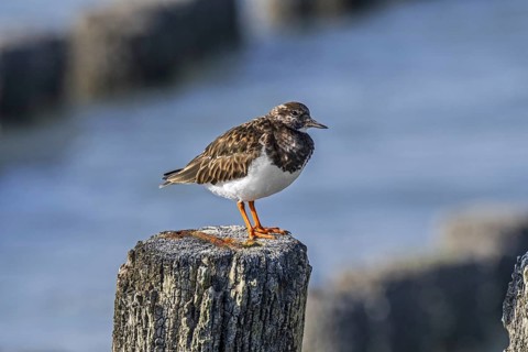 Ruddy turnstone