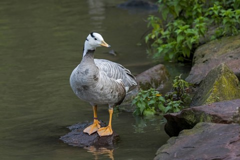 Bar-headed goose