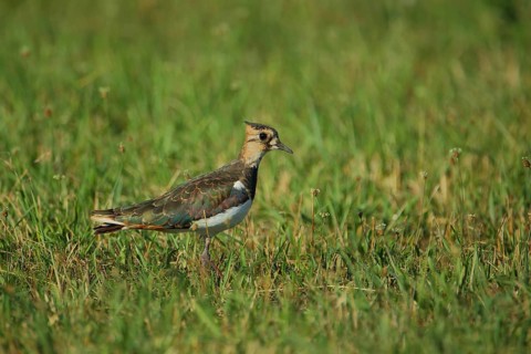 Northern lapwing
