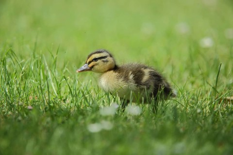 Chick Mallard