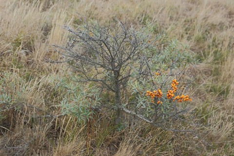 Bush common sea-buckthorn