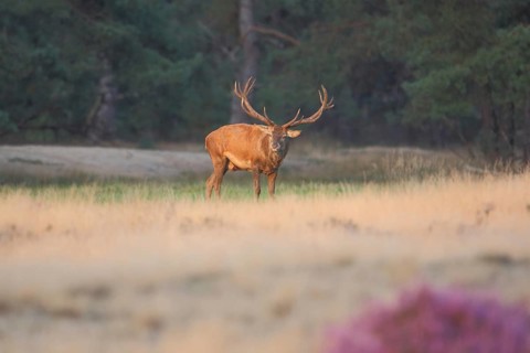 Red deer