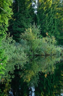 Forest along the shore of the Etang de la Gruere reflected in the still waters of the moor lake
