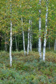 Birch forest and blueberry bushes in the high moor near Les Ponts-de-Martel