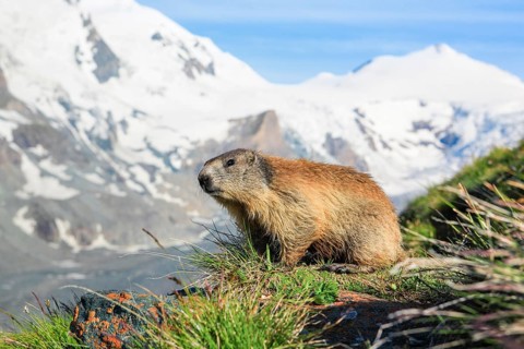 Alpine marmot in front of Gerbirge and glacier in Hohe Tauern National Park