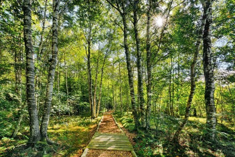 Forest path in the birch forest near Les Ponts-de-Martel in the canton of Neuchatel