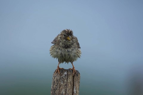 Corn Bunting