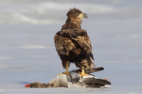 White-tailed eagle