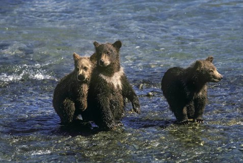 Alaskan Brown Bear Cubs