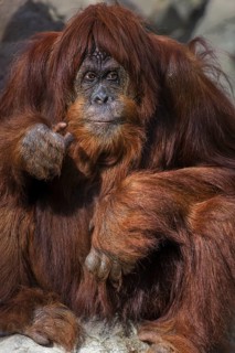 Orang Utan