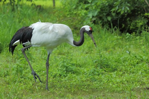 Red-crowned crane