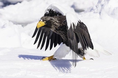Steller Sea Eagle