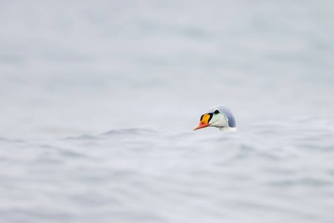 King eider