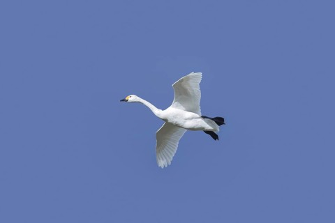 Tundra swan