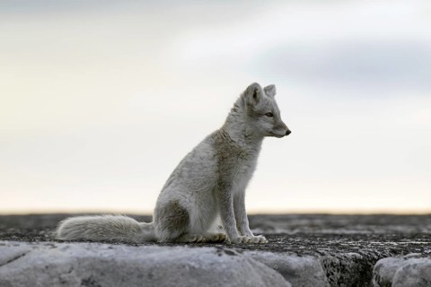 Arctic fox