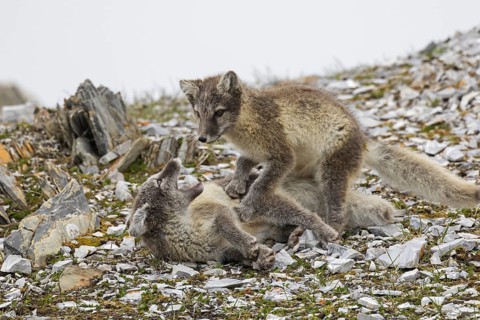 Two young Arctic foxes