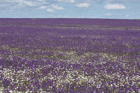 Landscape with purple and white flower meadow with purple viper's-bugloss