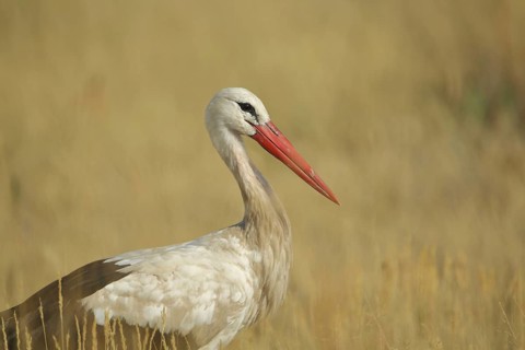 White Stork