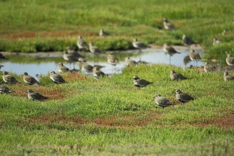Troop of european golden plover