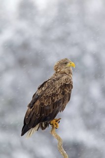 White-tailed Eagle