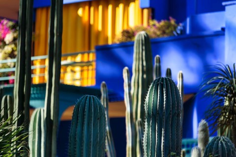 Cactus garden in front of blue house