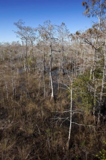 Bald Cypress Trees