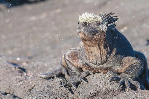 Marine iguana