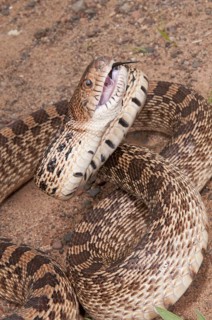 Texas bull snake